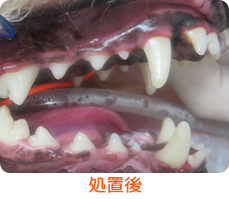 歯石処置後イメージ